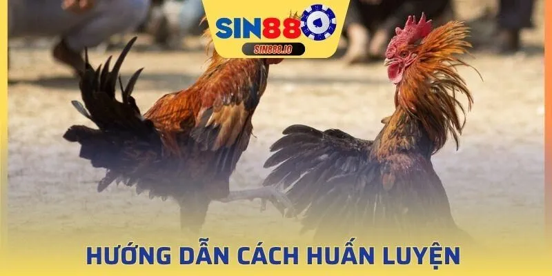 Cho gà đeo cựa từ sớm để thích nghi