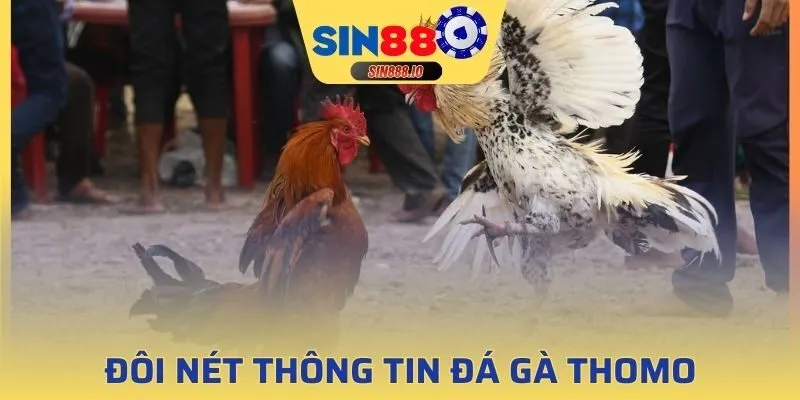 Giới thiệu về trận đấu đá gà thomo